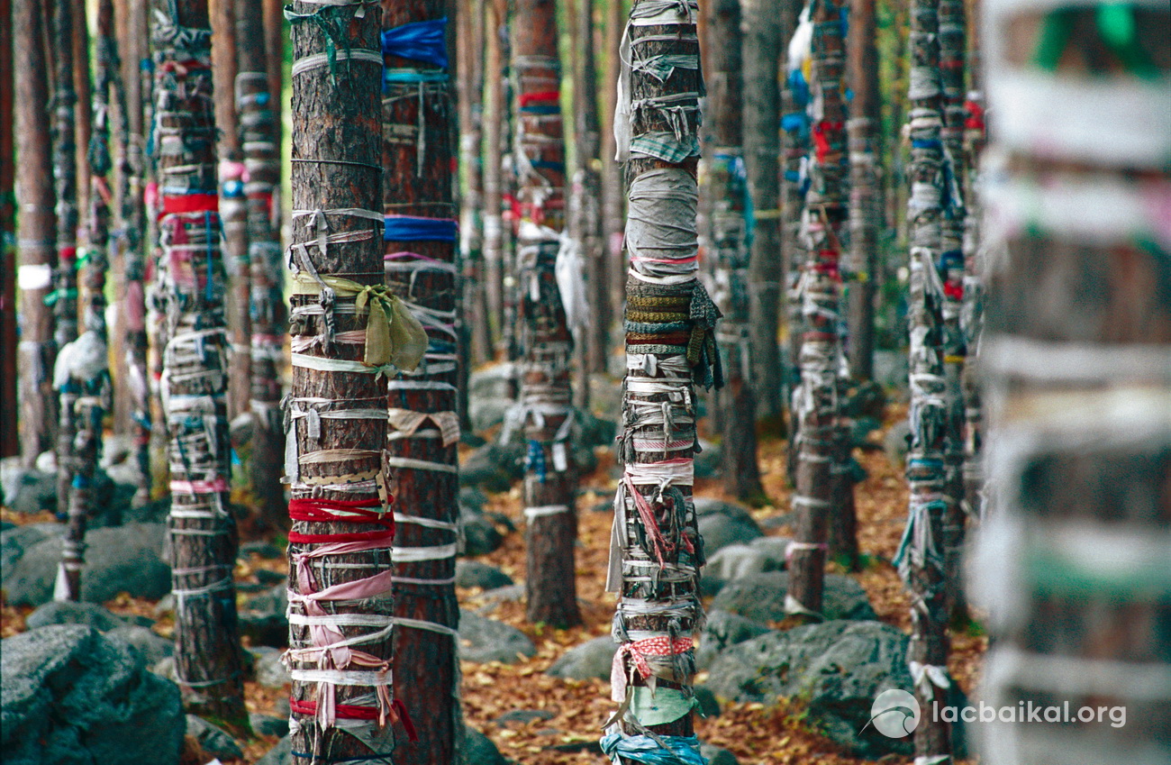 Forêt sacrée près des sources d'eau thermale à Archane. Monts Saïans, République de Bouriatie