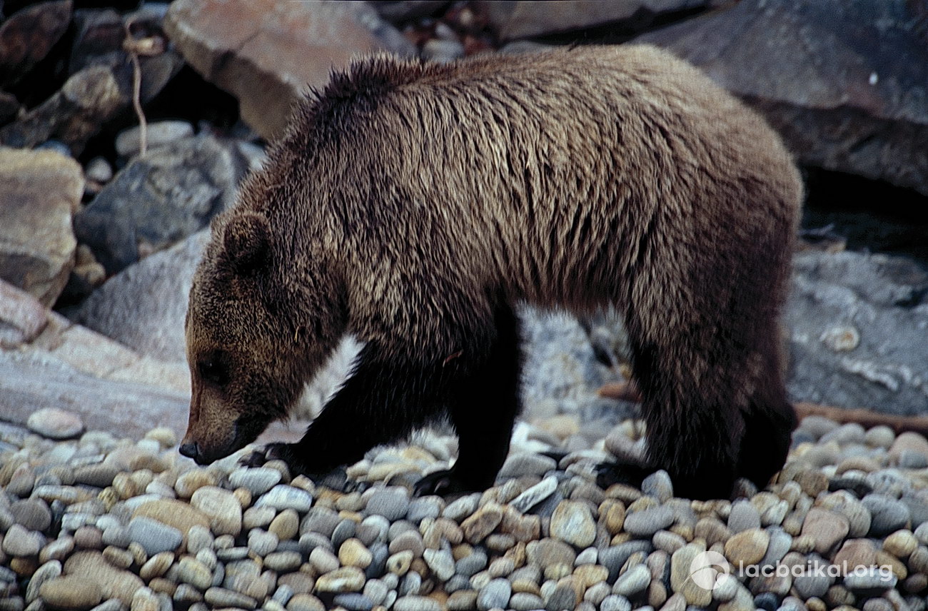 L'ours brun sur la berge du lac au printemps