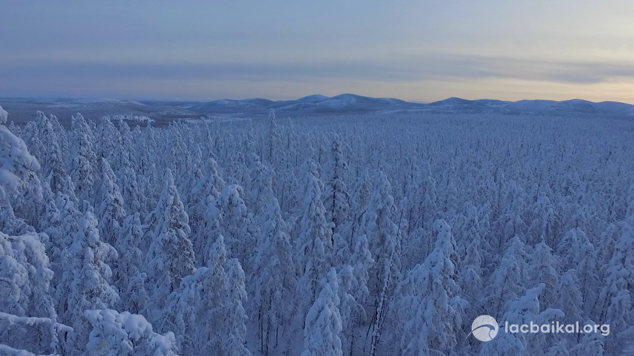 Paysage typique de la taïga de Sibérie en hiver